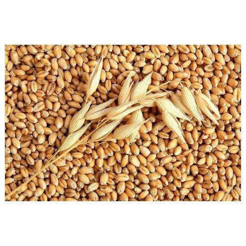 Пшеница фуражная, 3 кг. зерновая добавка для кормления с/х птицы