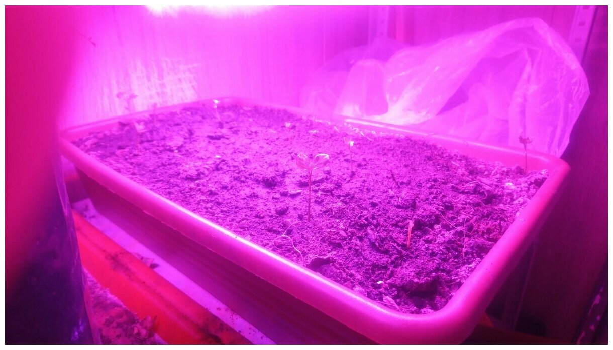 Светильник для улучшения роста растений Ultraflash LWL-2014-04CL, фито, 9 Вт, белый, LED 570х35х26мм - фотография № 1