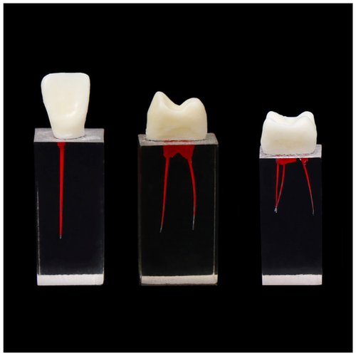 Набор тренировочных эндоблоков Arma Dental Study Endoblocks Kit 4 (Endo Training Blocks) из 3-х моделей (1, 2, 3-х канальные с коронками зубов)
