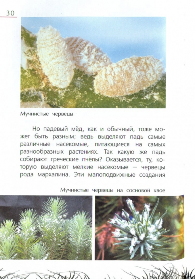 Язык на ногах. Очерки о насекомых - фото №4