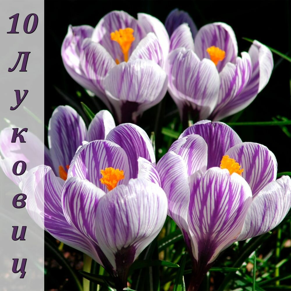Крокус крупноцветковый Кинг оф Страйпт 10 луковиц. Агрофирма Поиск — фото 2