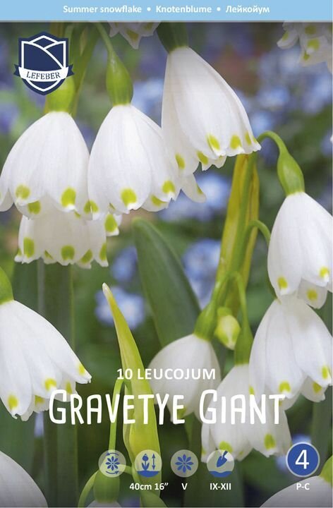 Белоцветник Гравети Гиант(Gravetye Giant), 5 шт