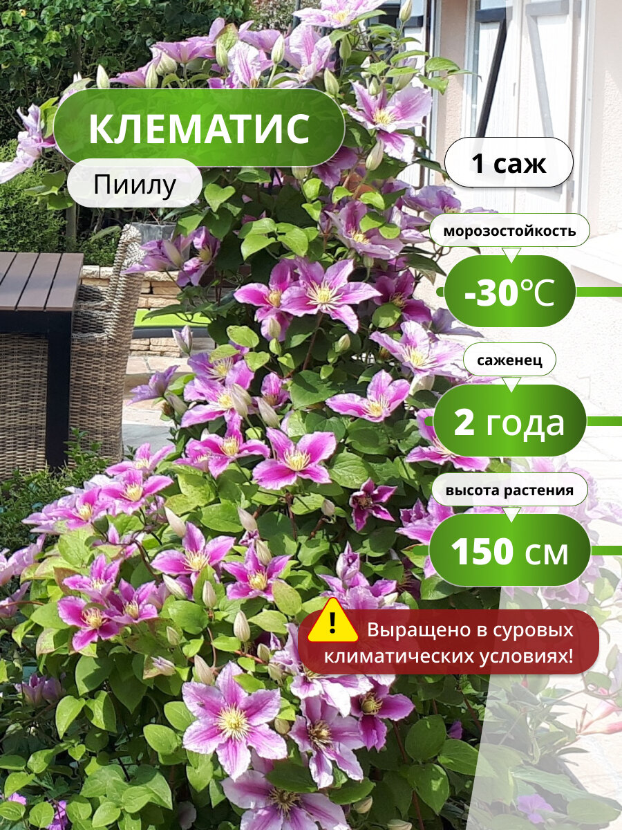 Клематис Пиилу саженец клематиса, многолетнее растение, цвет розовый