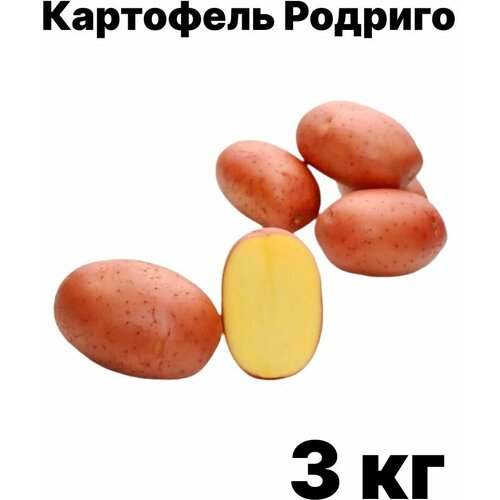 Семенной картофель Родриго - 3 кг