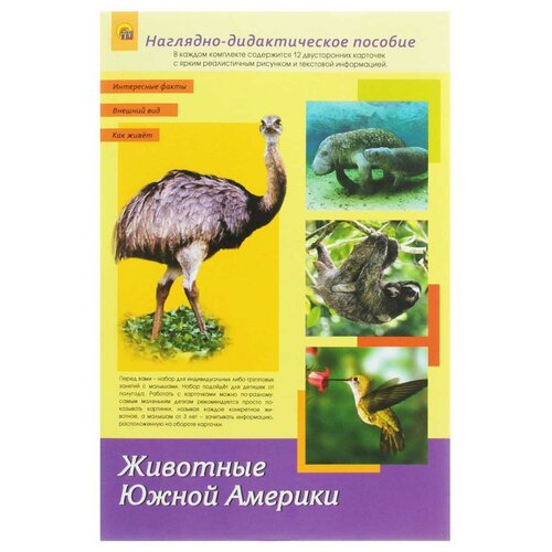 Книга Рыжий кот Животные Южной Америки А4, 30х20 см