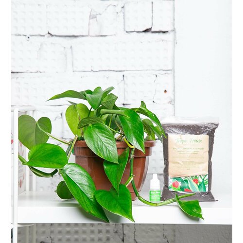 Комнатное растение Эпипремнум (Сциндапсус), высота 30 см. Грунт для пересадки в подарок