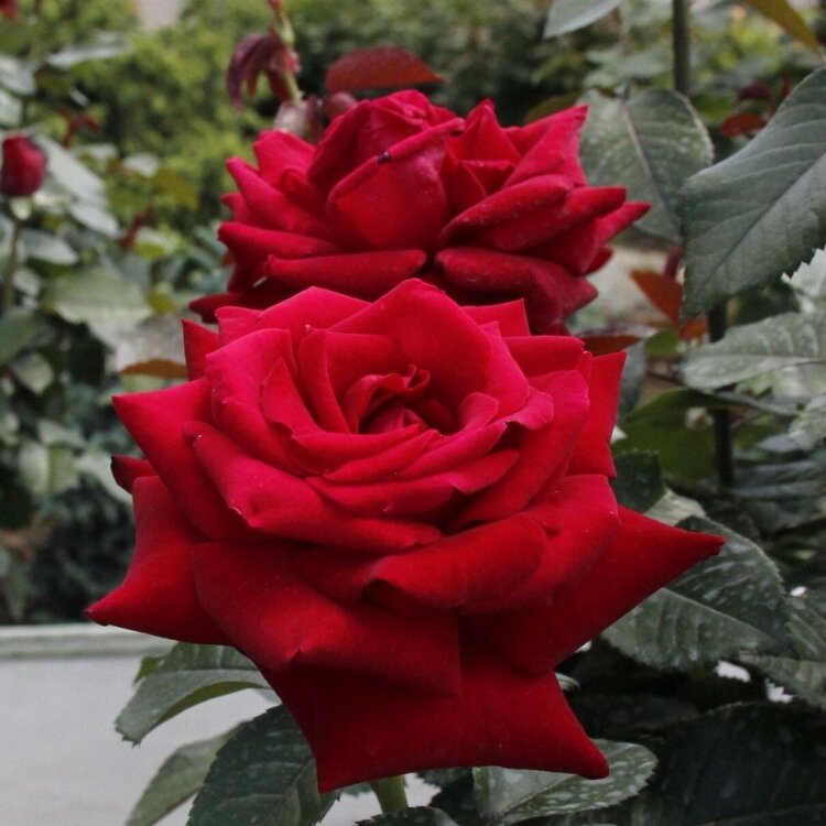 Саженец розы "Роял Баккара" Закрытая корневая система
