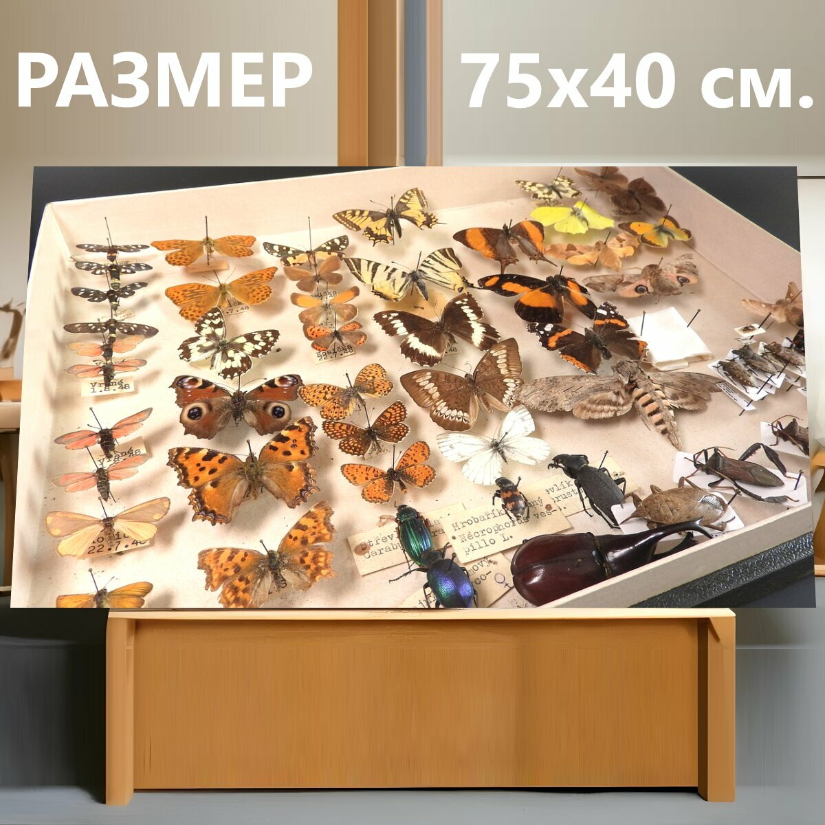 Картина на холсте "Коллекция бабочек, бабочки, доставка бабочки" на подрамнике 75х40 см. для интерьера