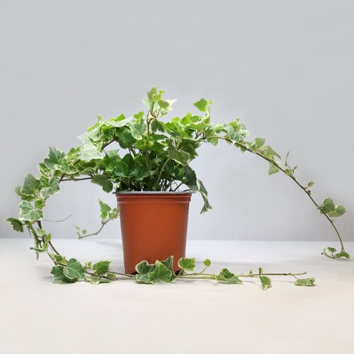 Хедера Хеликс (Комнатный плющ), d-9, h-20-30