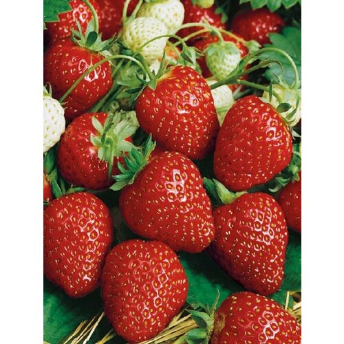 Клубника Дебют 490₽