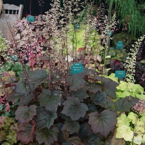 Гейхера Вальнут