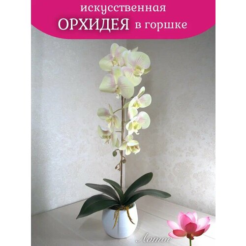 Орхидея в горшке 9 1000₽