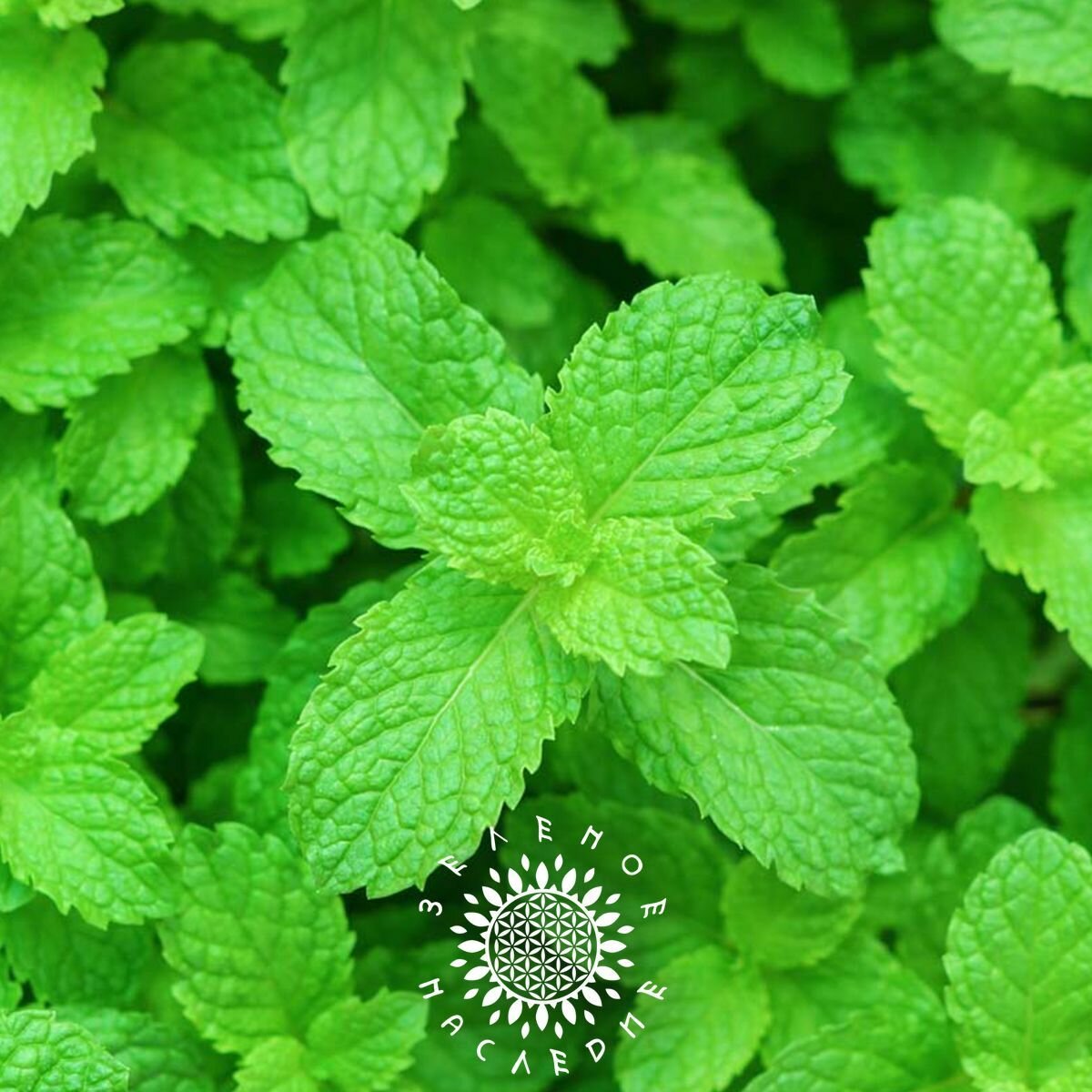 Семена Мята перечная (лат. Mentha piperita) 150 шт от Green Legacy — фото 1