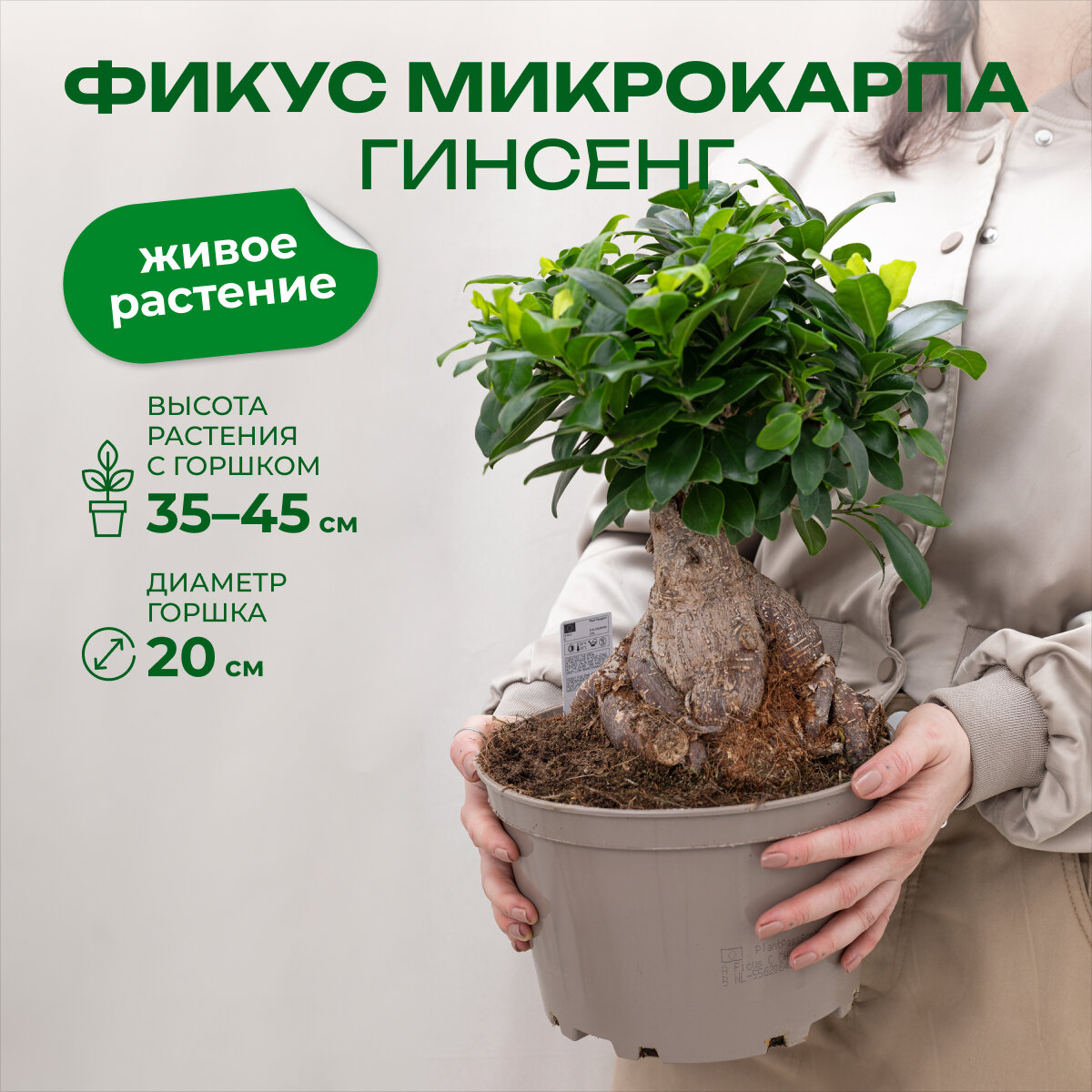 Фикус микрокарпа Гинсенг высота 45 см в горшке d20 см