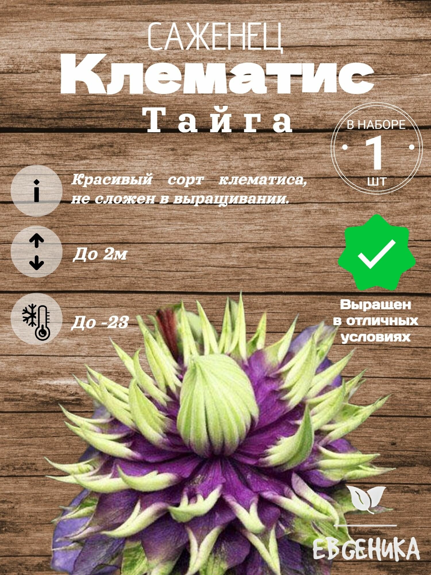 Клематис Тайга