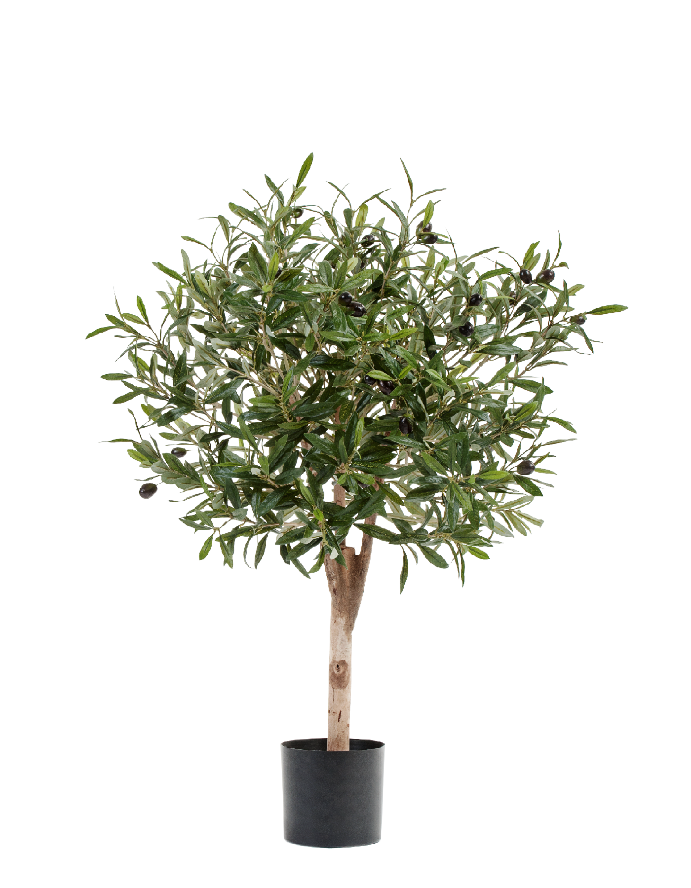 Олива Джи Шар с плодами в-75, д-50 см 2/2