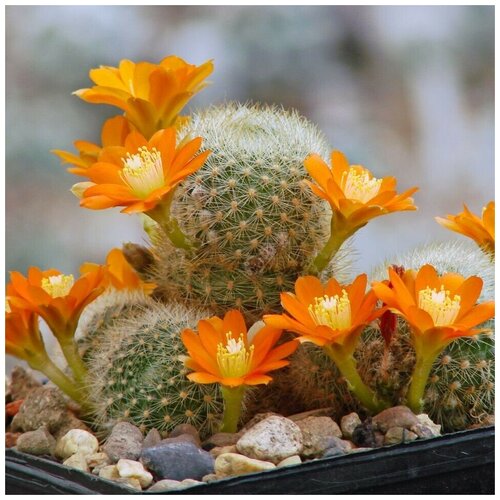 Семена Орешка Суккулент Кактус Rebutia archibuiningiana L-404 10 шт.