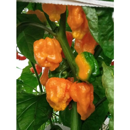 Семена Острый перец 7 pot Congo giant yellow, 5 штук семена острый перец 7 pot congo giant red 5 штук