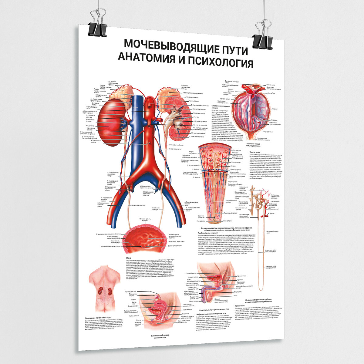 Медицинский плакат "Мочевыводящие пути: анатомия и психология" / ламинированный / А-2 (60x42 см.)