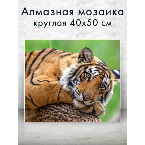 Алмазная мозаика (круглая) Тигр на отдыхе 40х50 см