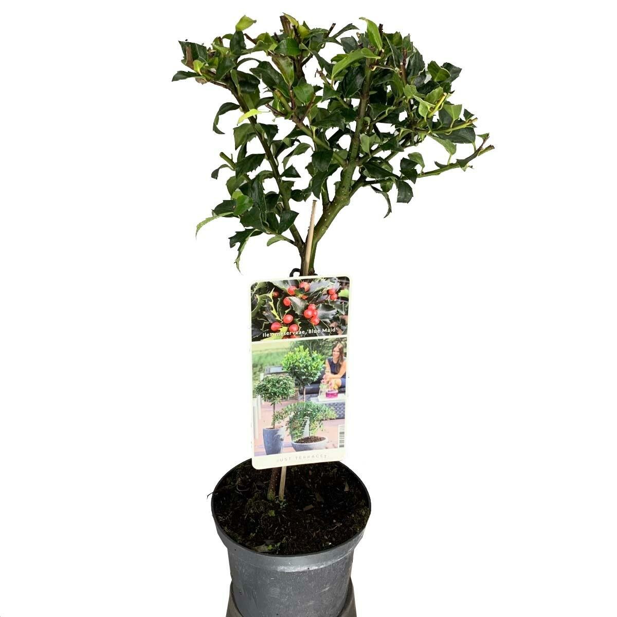 Падуб остролистный Аляска - Ilex aquifolium 'Alaska' D17 H55