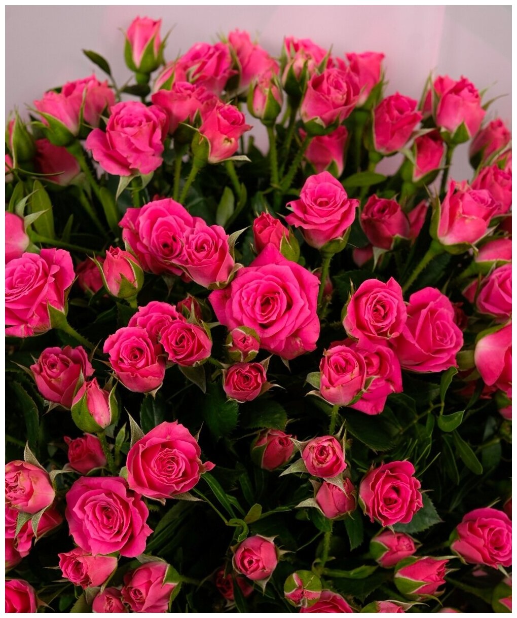 Букет кустовой розы "Розовая" 31 шт