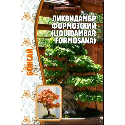 Ликвидамбр Формозский (Liquidambar formosana), 1 пакет, семена 10 шт, ЧК, бонсай