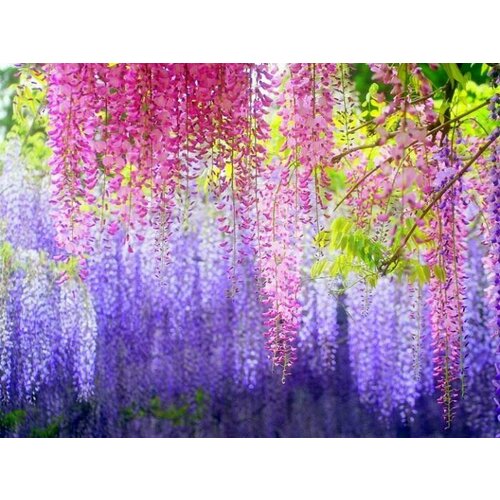 Глициния Китайская (лат. Wisteria sinensis) семена 5шт + подарочек бархат амурский лат phellodendron amurense семена 5шт подарочек