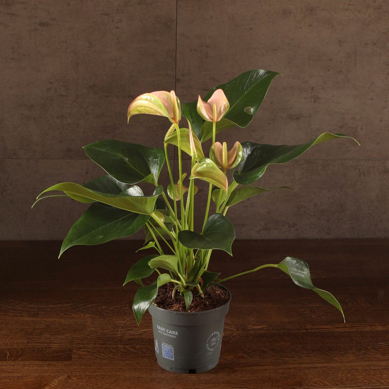 Антуриум Андрианум бледно-розовый D12