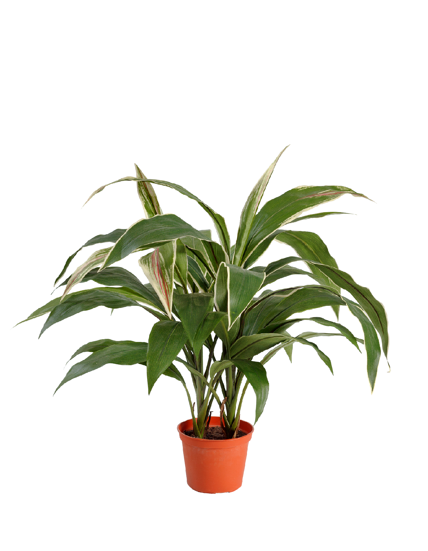 Кордилина зелёно-бело-розовая куст в горшке в-50 см 8/8