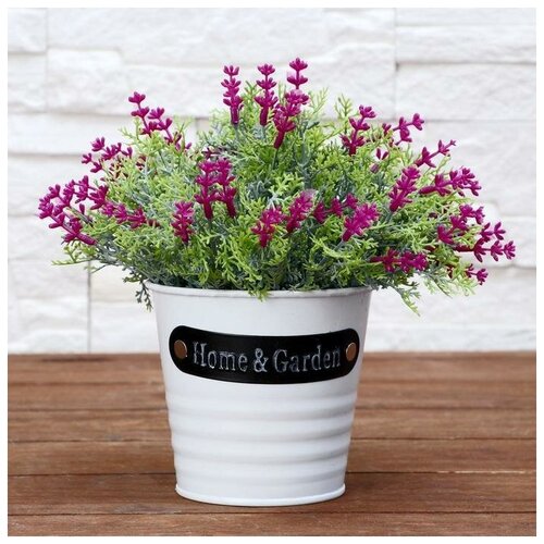 LAVANDA Бонсай в горшке Куфея пышная 1020 см микс 1145₽