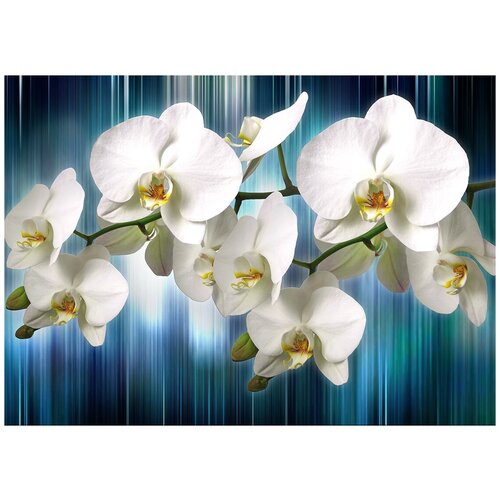 Белая орхидея фаленопсис - Виниловые фотообои, (211х150 см) орхидея на камнях дзен виниловые фотообои 211х150 см