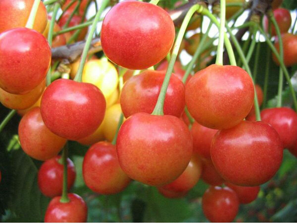 Черешня Розовый жемчуг саженец