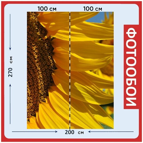 Фотообои Желтый подсолнечник подсолнухи 200x270 см флизелиновыена стену 2940₽