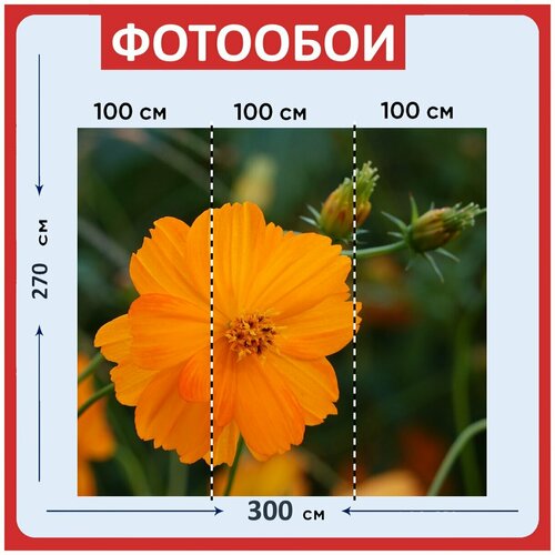 Фотообои Оранжевый цветок цветок космос 300x270 см флизелиновыена стену 3950₽