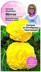 Семена цветов Бегония клубневая "Желтая", 6 шт