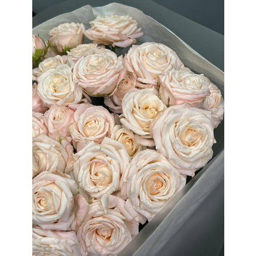 Волшебство пионовидных роз: букет из 9 роскошных цветов Бомбастик