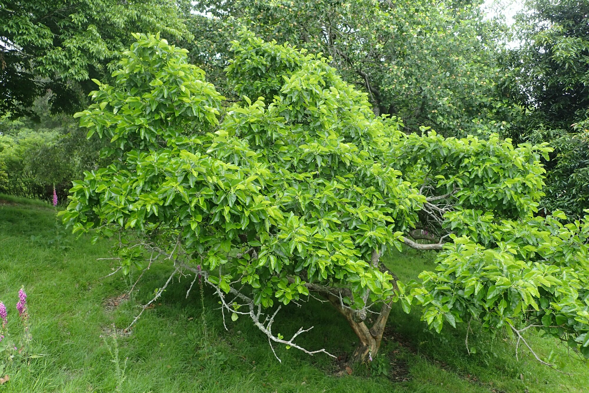 Кудрания триостренная - Клубничное дерево - Мерика (лат. Cudrania tricuspidata) семена 10шт + подарочек