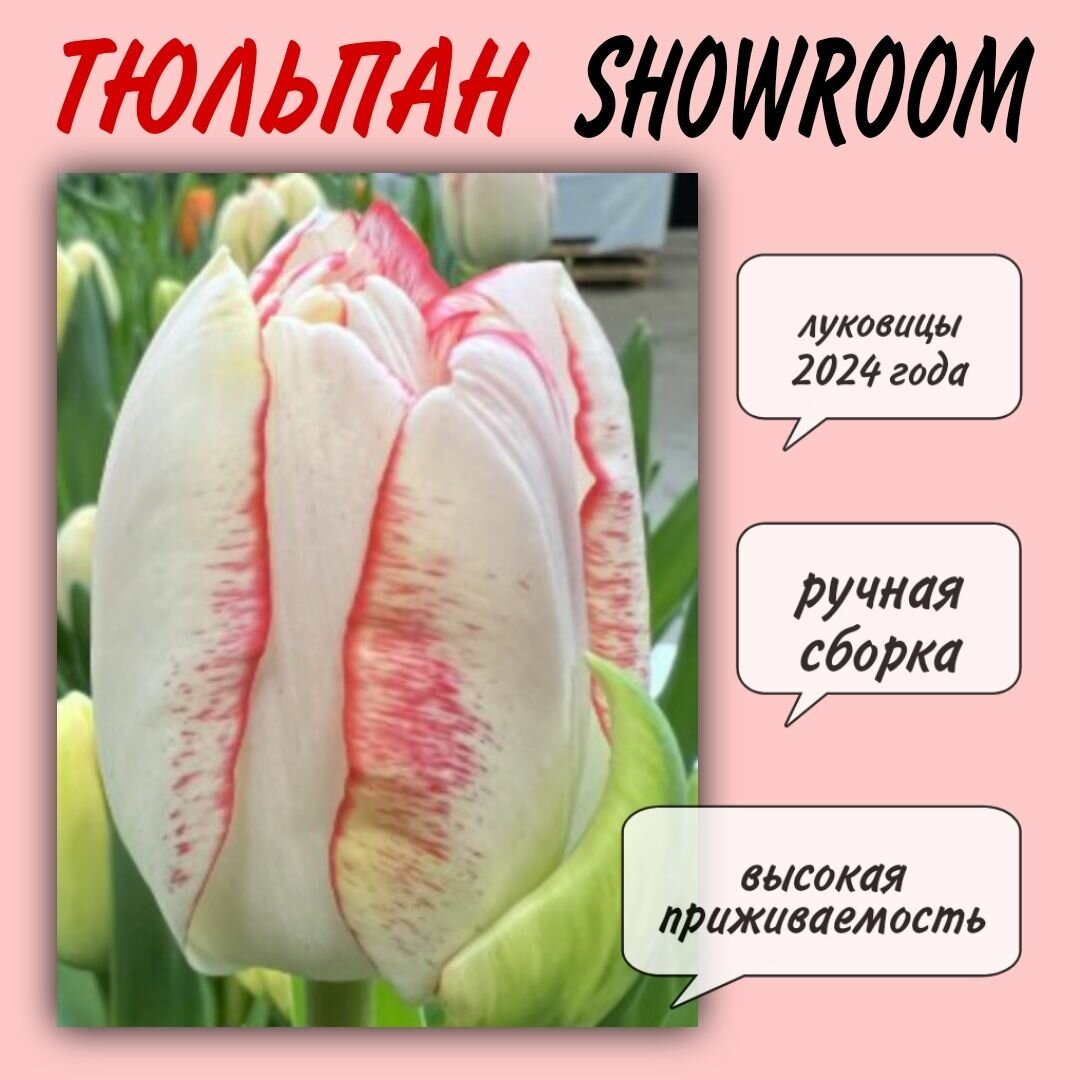 Луковицы тюльпана, сорт "Showroom", 3 шт