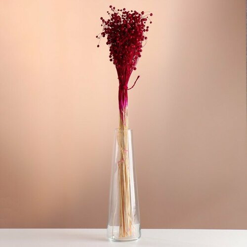 Набор сухоцветов Лён-долгунец банч длина 55-60 - 6 см фуксия 726₽