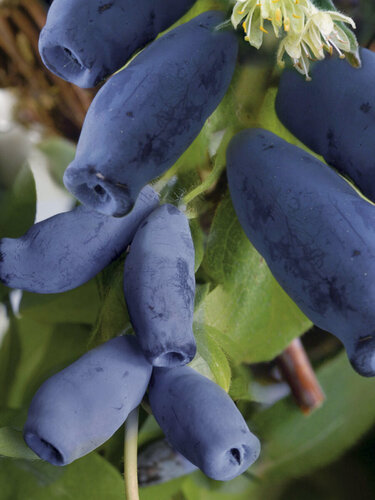 Изображение товара Жимолость Медовая ягода, многолетняя, 1,5-2 года, цвет синий