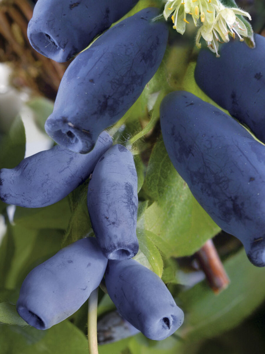 Жимолость Медовая ягода многолетняя 15-2 года цвет синий