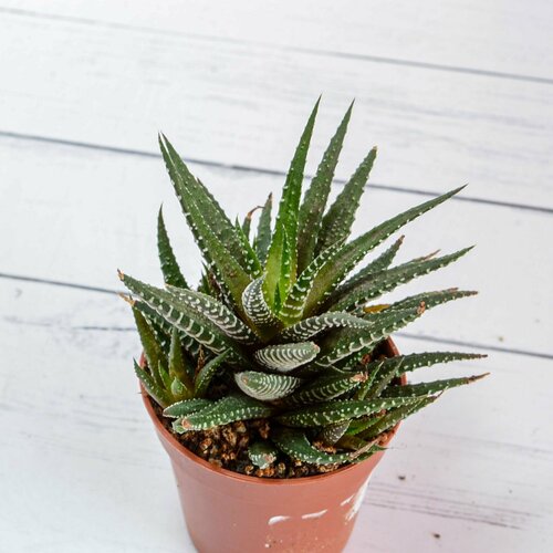 Haworthia Fasciata Big Band