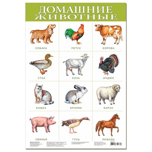 Плакат Домашние животные 1918 плакат животные россии 555х774