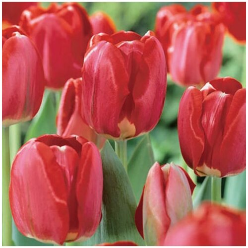 Луковицы тюльпанов Spring Song (3 шт.) фракция 14/+