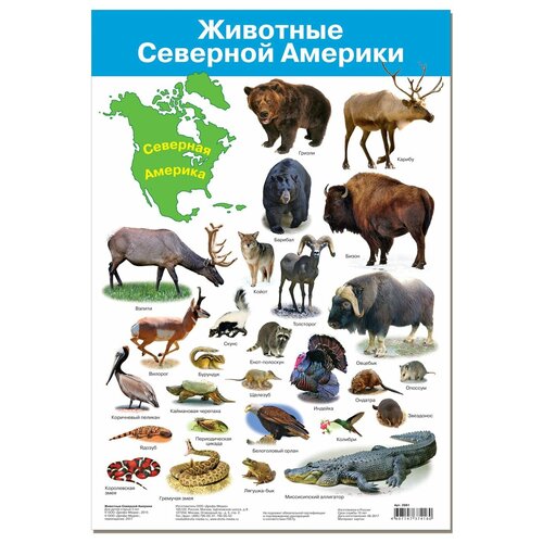 плакат дрофа медиа азбука 2 Плакат Дрофа-Медиа Животные Северной Америки 2881