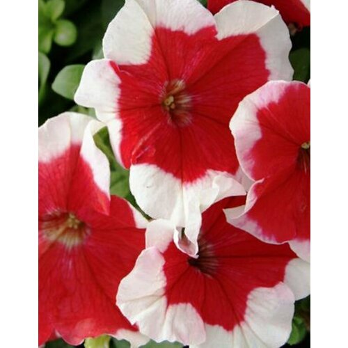 Петуния крупноцветковая F1 Лимбо Ред Пикоти (серия Limbo)
