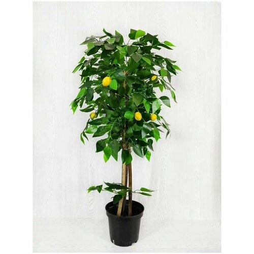 Дерево лимон 100 см.
