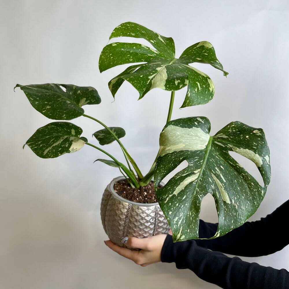 Комнатное растение Монстера Тайское Созвездие в керамическом кашпо 45 см