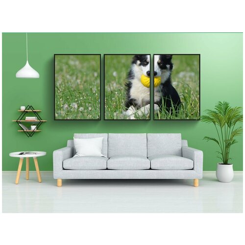 фото Набор модулных постеров для интерьера "бордер-колли, собака с мячом, аппорт" 60x90 см. в тубусе, без рамки lotsprints